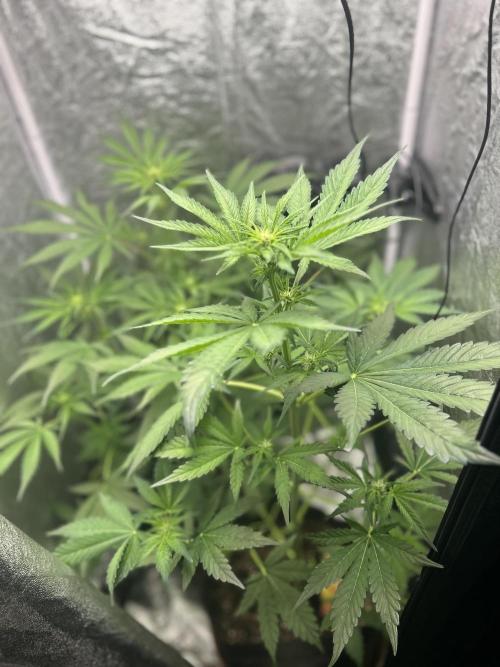 MANGO KUSH. Week 5