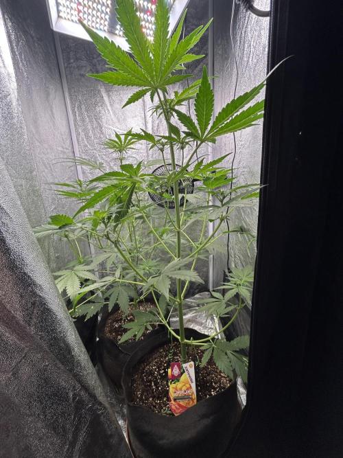 MANGO KUSH. Week 5