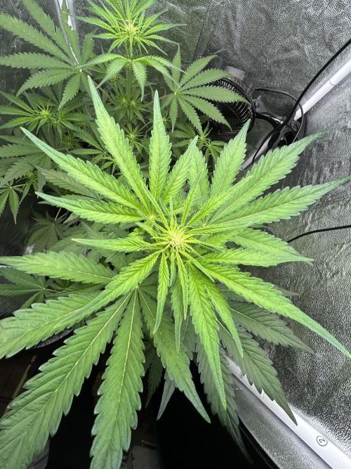 MANGO KUSH. Week 5