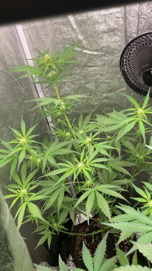 Mimosa Sunrise 🍊XXL. Week 6