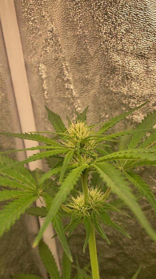 Mimosa Sunrise 🍊XXL. Week 6