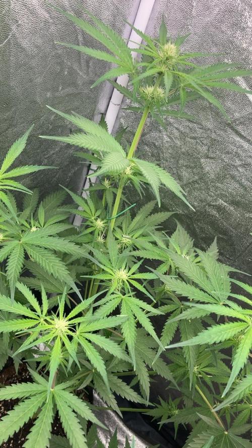 Mimosa Sunrise 🍊XXL. Week 6