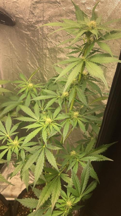 MANGO KUSH. Week 6