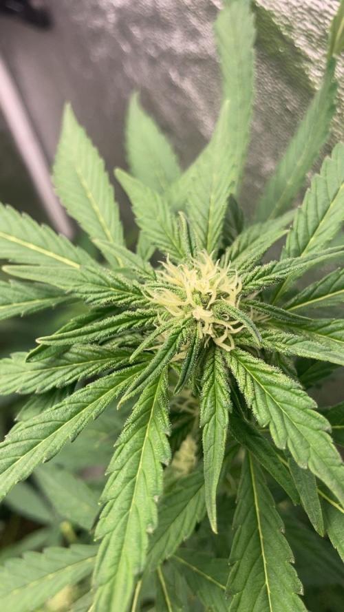 MANGO KUSH. Week 6