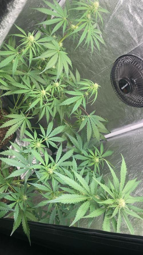 MANGO KUSH. Week 6