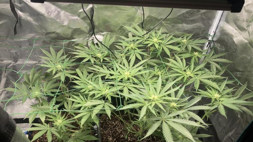 BLUE ZUSHI 🔵🍣. Week 10