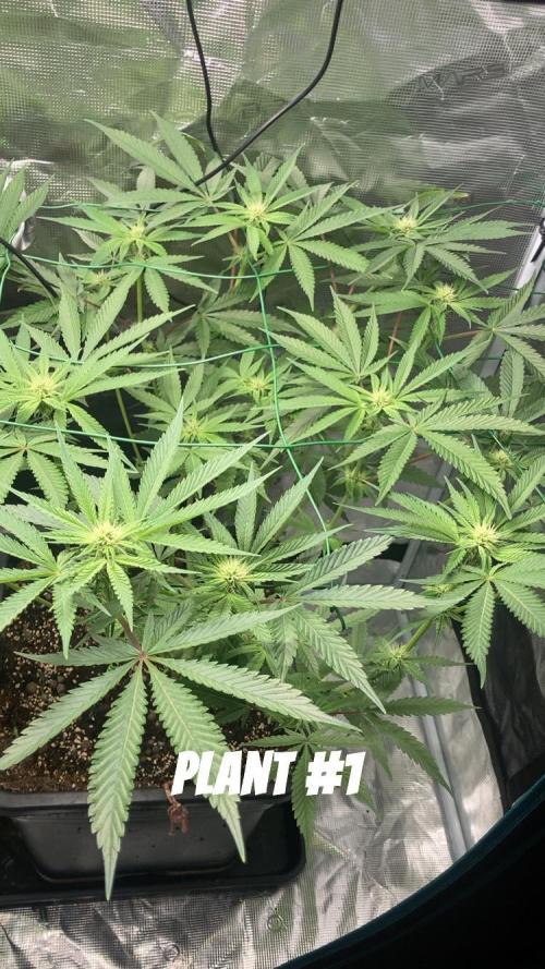 BLUE ZUSHI 🔵🍣. Week 10
