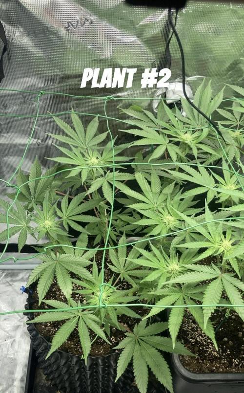 BLUE ZUSHI 🔵🍣. Week 10
