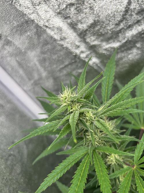  Mimosa Sunrise XXL. Week 7
