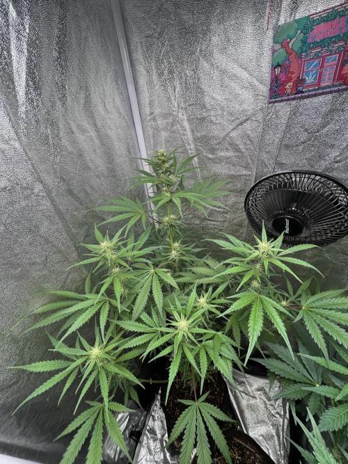 Mimosa Sunrise 🍊XXL. Week 7