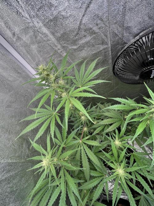 Mimosa Sunrise 🍊XXL. Week 7