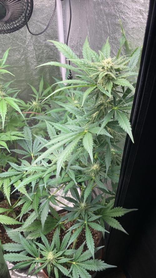MANGO KUSH. Week 7