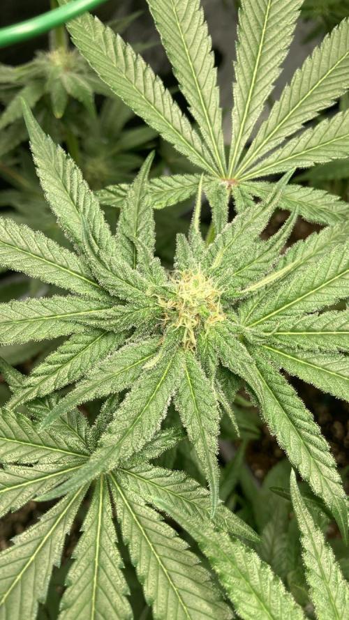 BLUE ZUSHI 🔵🍣. Week 11