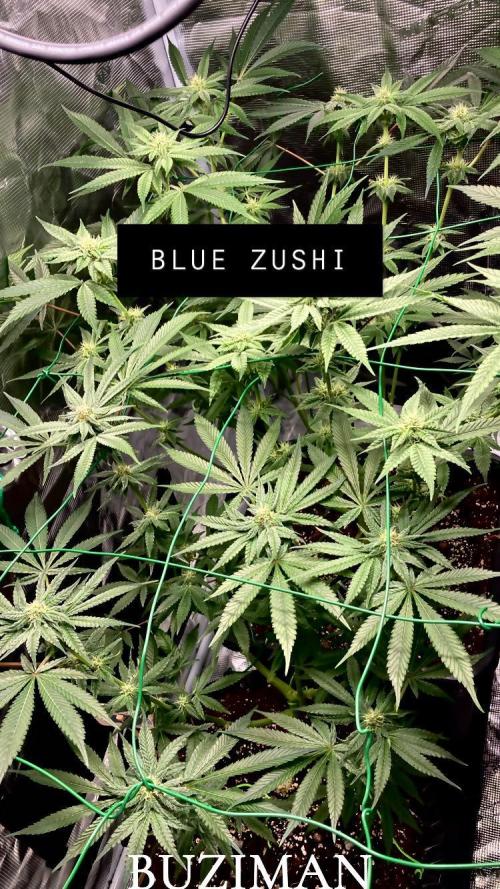 BLUE ZUSHI 🔵🍣. Week 11