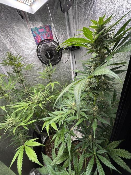 Mimosa Sunrise 🍊XXL. Week 8