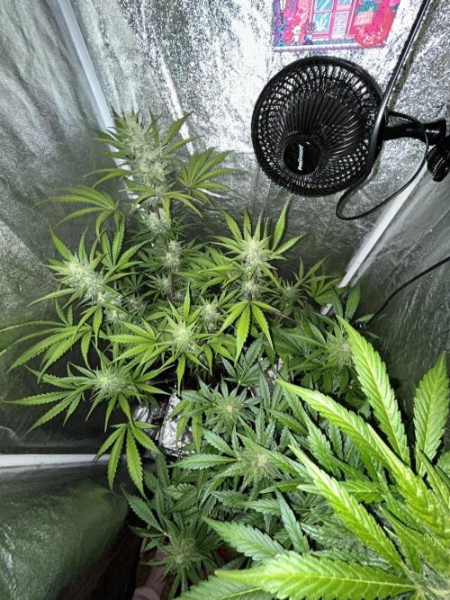Mimosa Sunrise 🍊XXL. Week 8