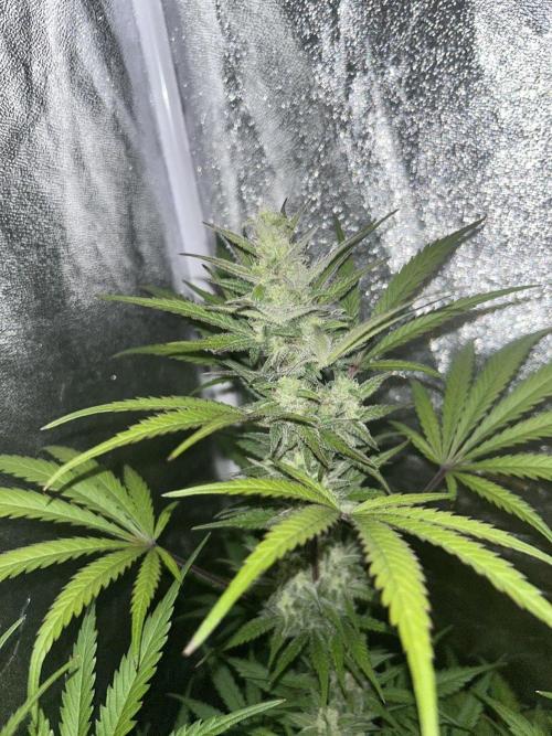 Mimosa Sunrise 🍊XXL. Week 8