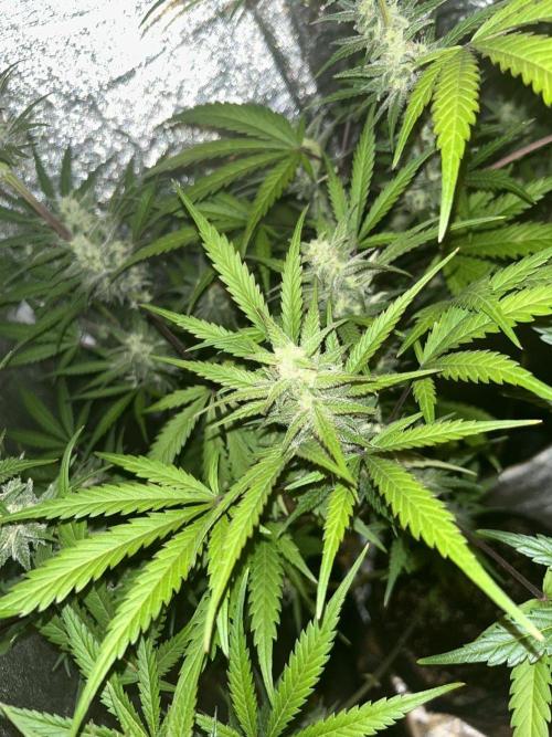 Mimosa Sunrise 🍊XXL. Week 8