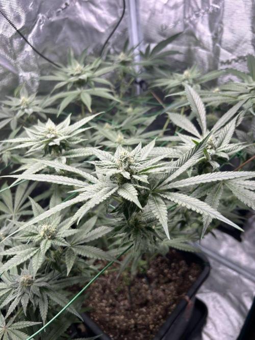 BLUE ZUSHI 🔵🍣. Week 12