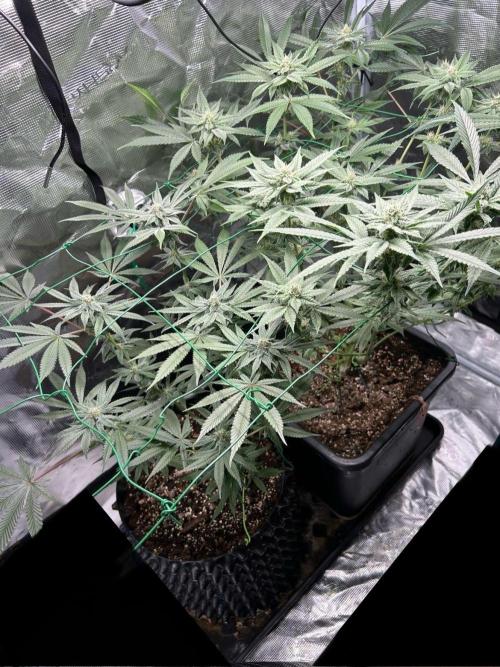 BLUE ZUSHI 🔵🍣. Week 12