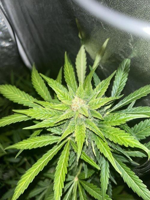 MANGO KUSH. Week 8
