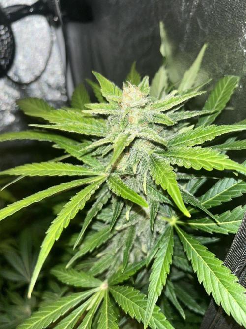 MANGO KUSH. Week 8