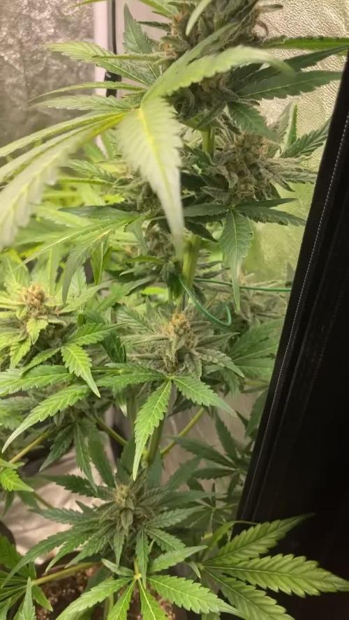 MANGO KUSH