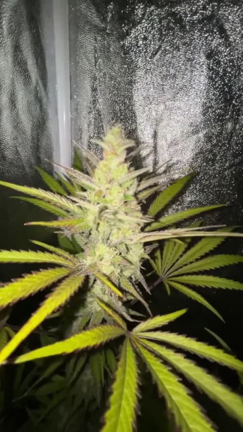 Mimosa Sunrise 🍊XXL