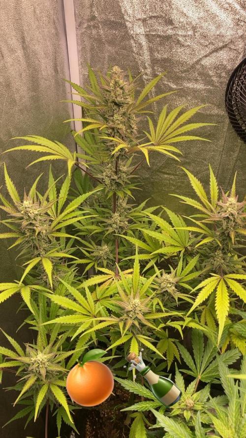  Mimosa Sunrise XXL. Week 9