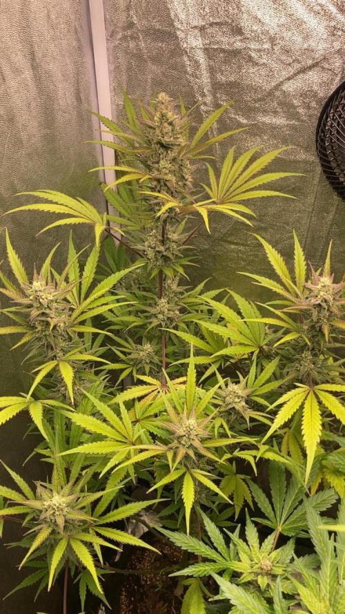 Mimosa Sunrise 🍊XXL. Week 9