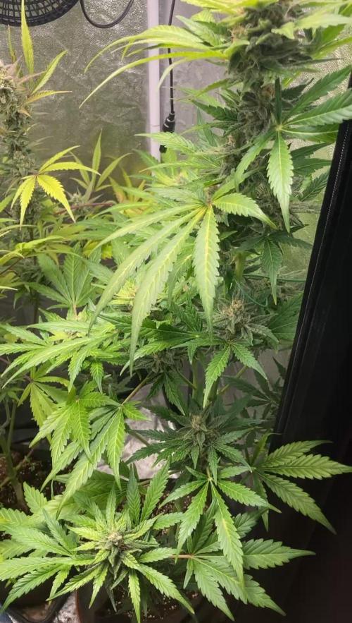 MANGO KUSH