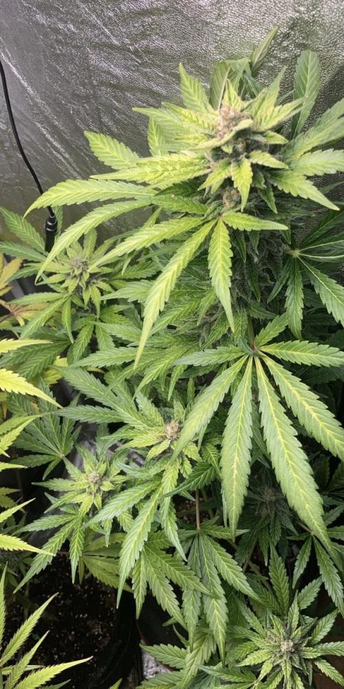 MANGO KUSH. Week 9