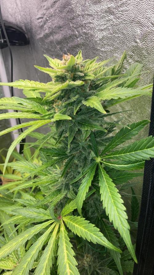 MANGO KUSH. Week 9