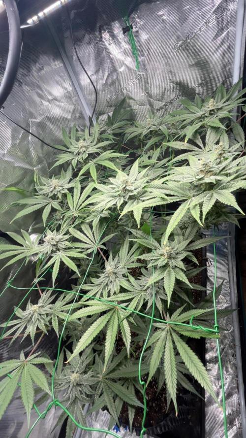 BLUE ZUSHI 🔵🍣. Week 13