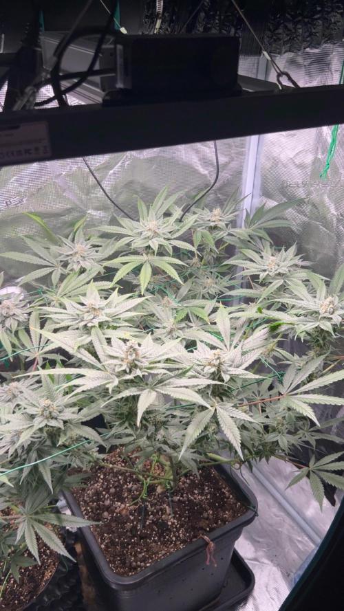 BLUE ZUSHI 🔵🍣. Week 13