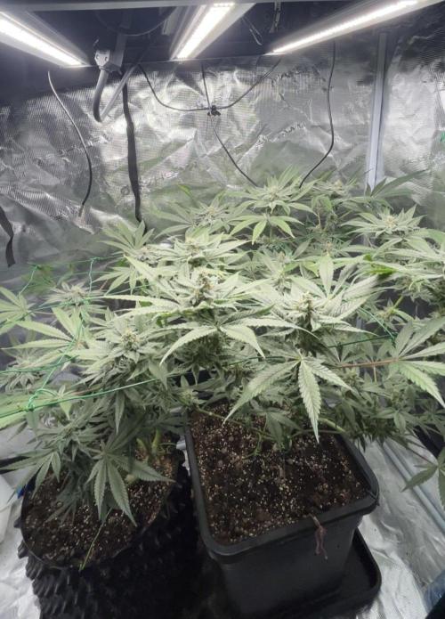 BLUE ZUSHI 🔵🍣. Week 13