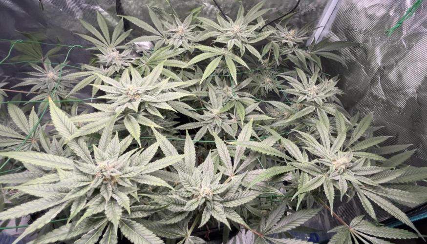 BLUE ZUSHI 🔵🍣. Week 13