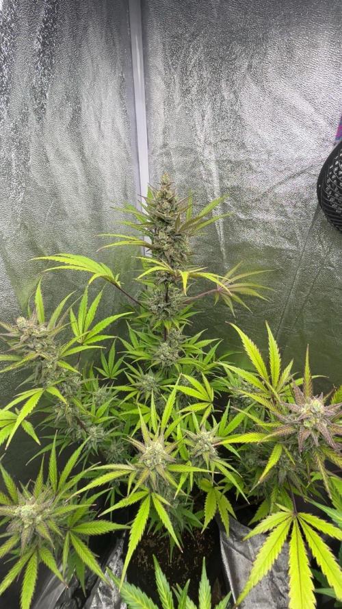Mimosa Sunrise 🍊XXL. Week 10
