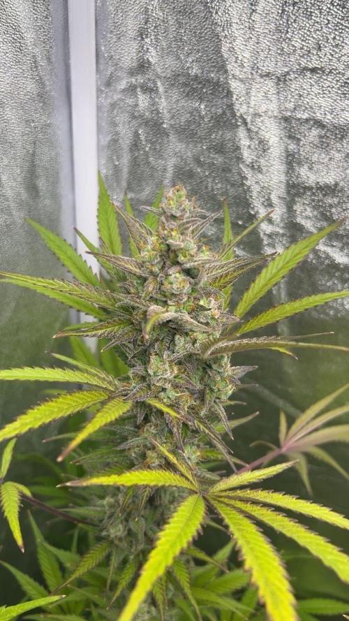Mimosa Sunrise 🍊XXL. Week 10