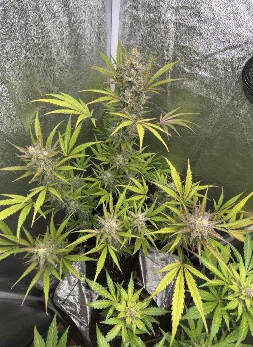 Mimosa Sunrise 🍊XXL. Week 10