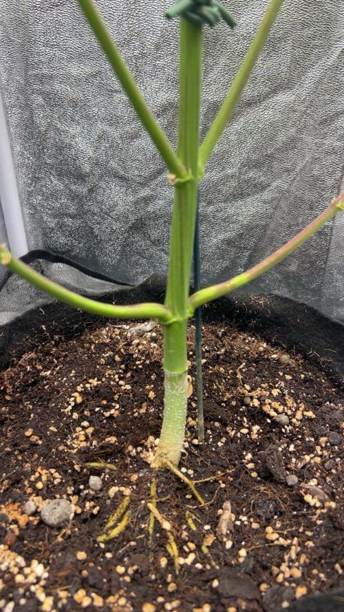 Mimosa Sunrise 🍊XXL. Week 10