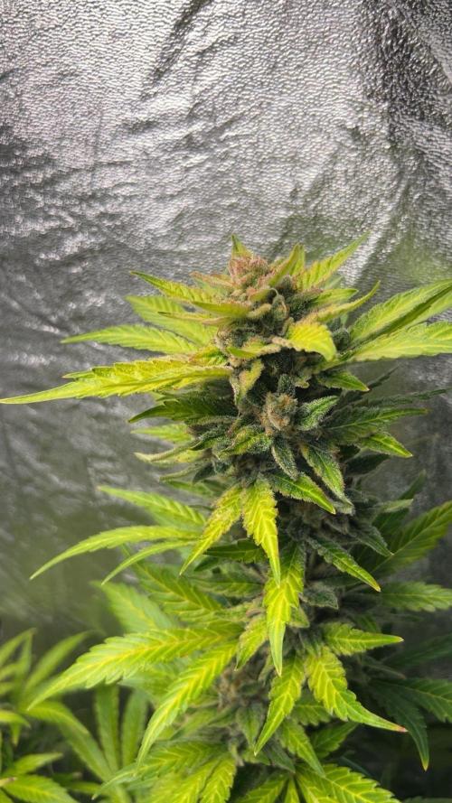 MANGO KUSH. Week 10