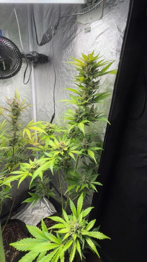 MANGO KUSH. Week 10