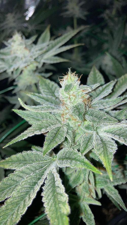 BLUE ZUSHI 🔵🍣. Week 14