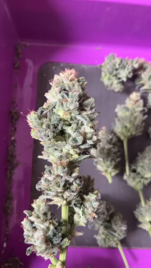 MANGO KUSH