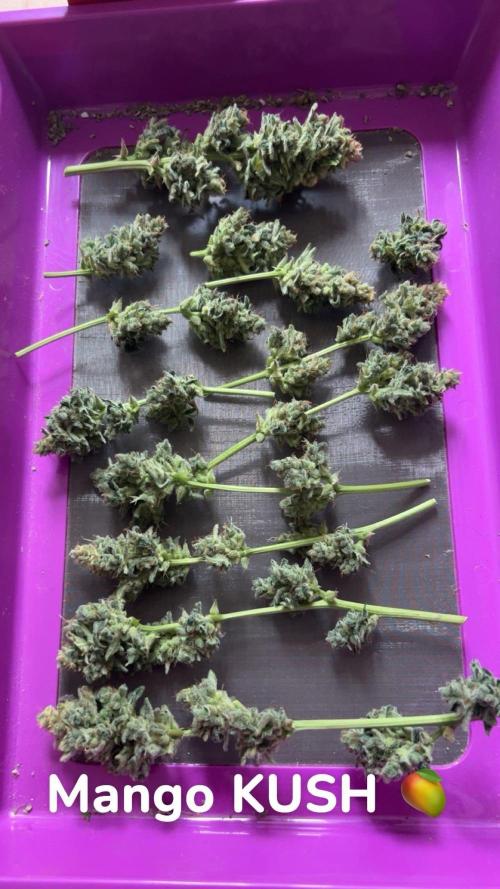 MANGO KUSH. Week 11