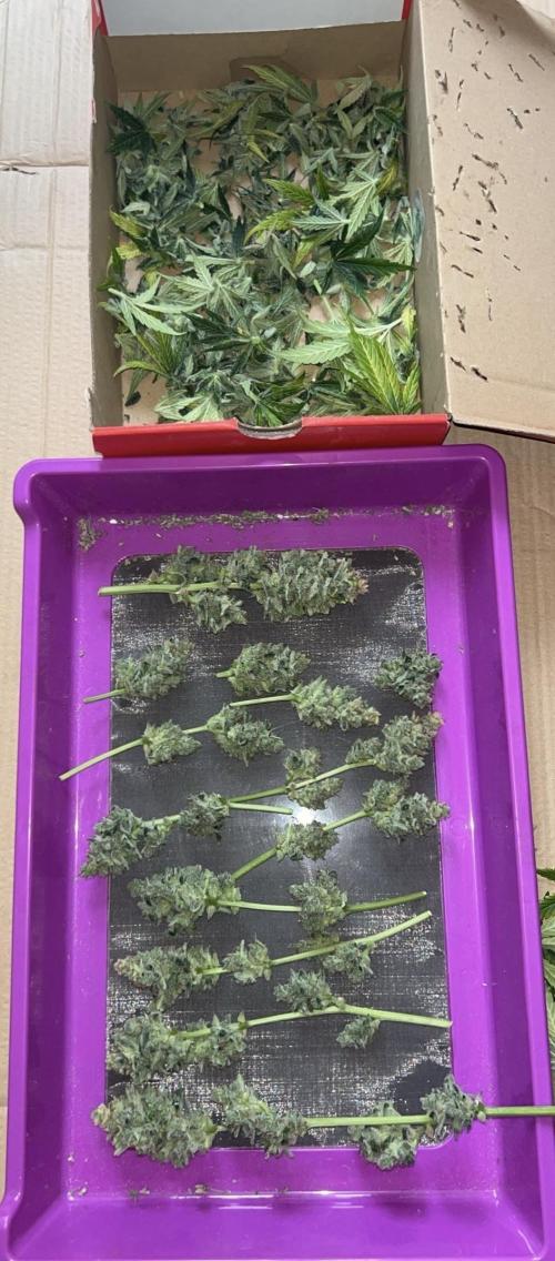 MANGO KUSH. Week 11