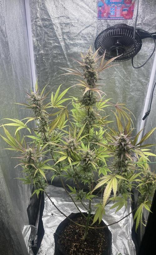 Mimosa Sunrise 🍊XXL. Week 11