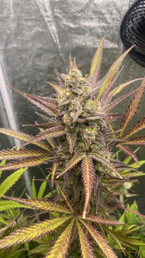 Mimosa Sunrise 🍊XXL. Week 11