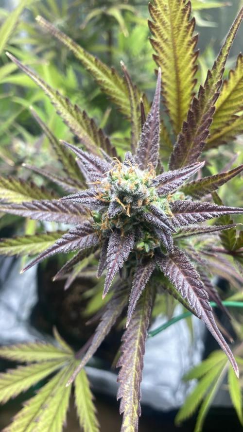 Mimosa Sunrise 🍊XXL. Week 11